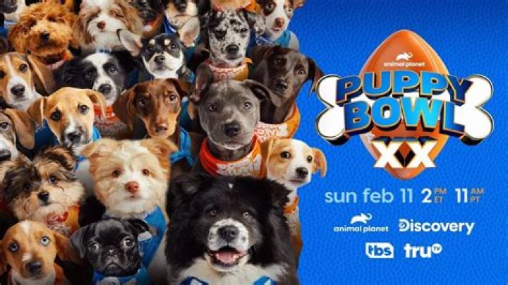How to watch the Puppy Bowl 2024